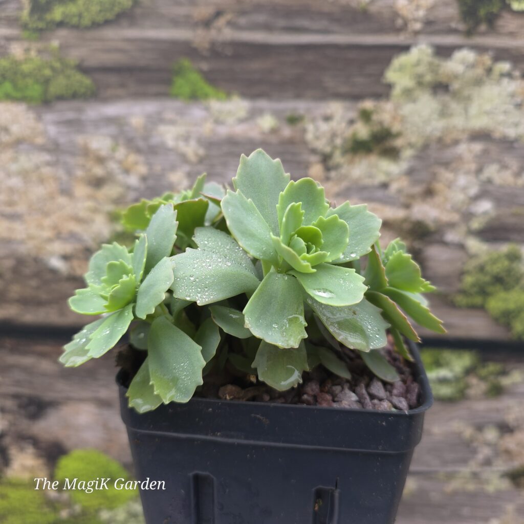 Allegheny Stonecrop