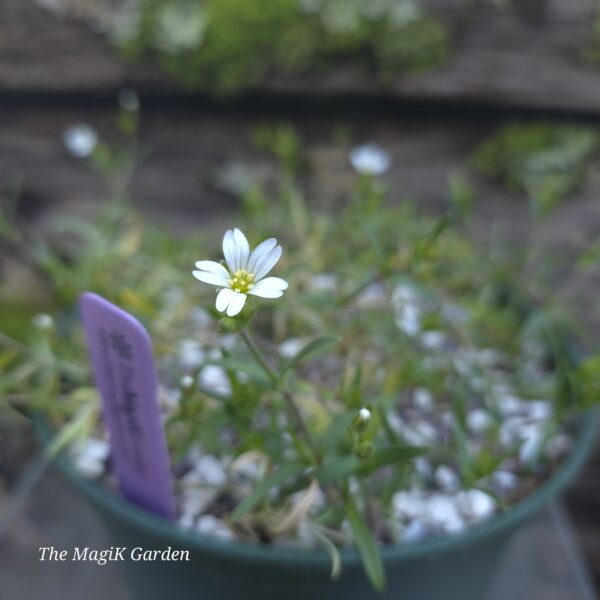 Large-Flowered American Field Chickweed