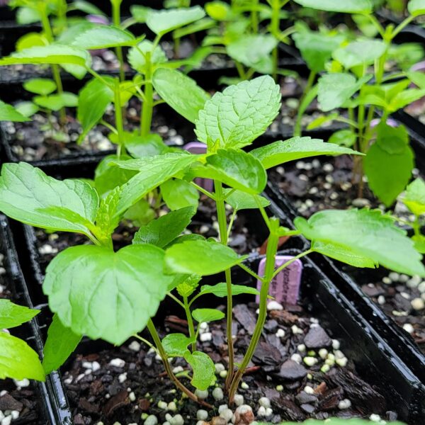 Agastache nepetoides (yellow giant hyssop) The MagiK Garden 3