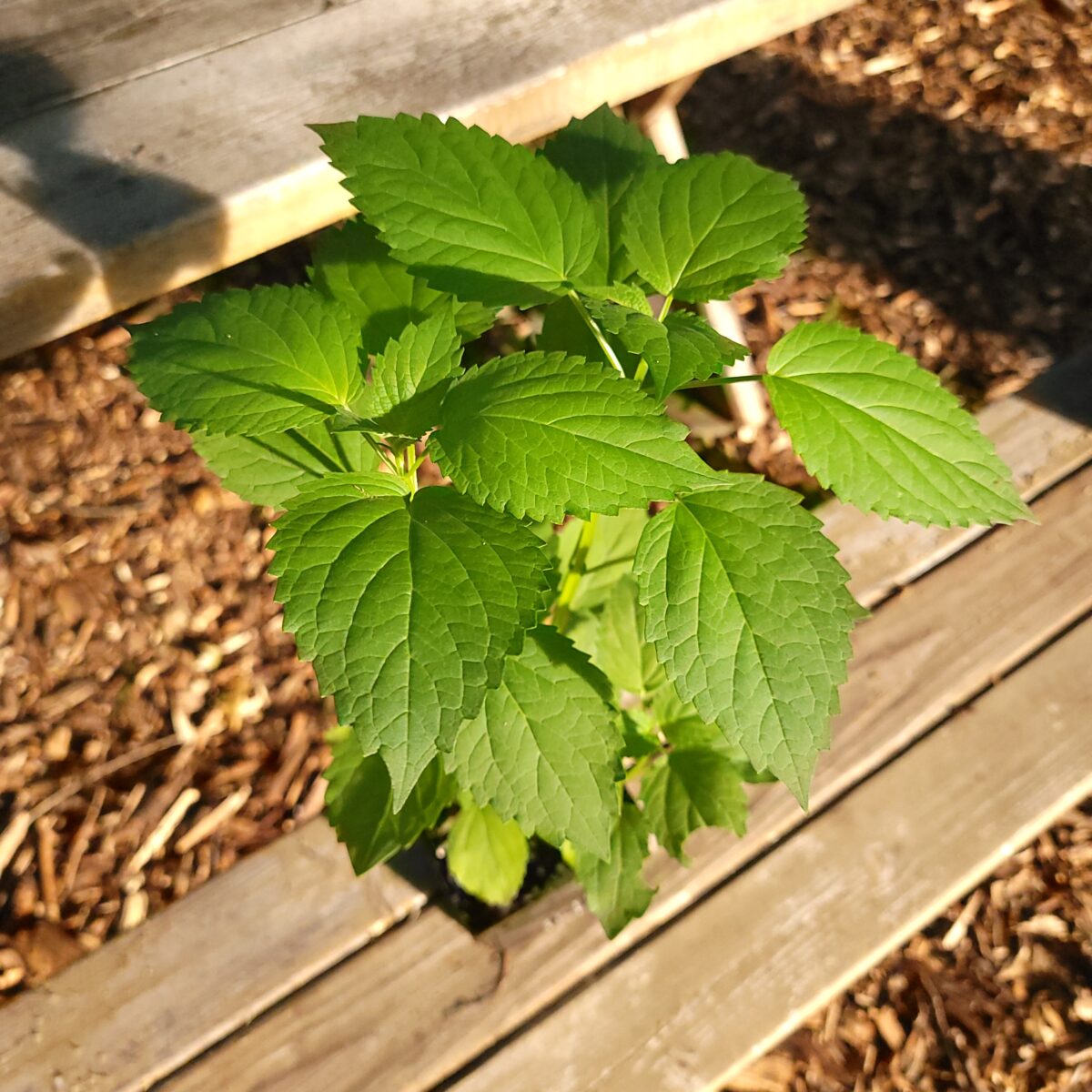 Yellow Giant Hyssop The MagiK Garden 3