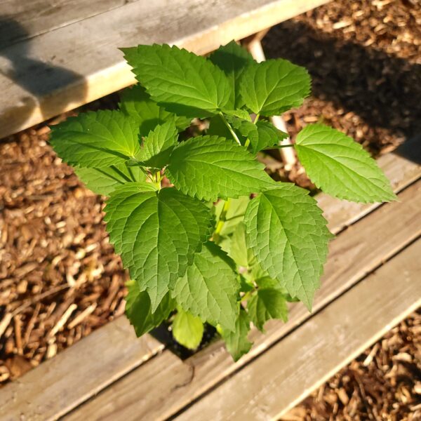 Agastache nepetoides, yellow giant hyssop, leaves, potted plant, quart pot