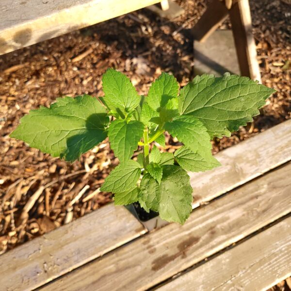 Agastache scrophulariifolia purple giant hyssop, leaves, top down, big pint pot, nursery grown, recently trimmed