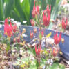Aquilegia canadensis (eastern columbine) The MagiK Garden