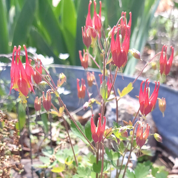 Aquilegia canadensis (eastern columbine) The MagiK Garden