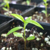 Asclepias tuberosa (orange butterfly milkweed) The MagiK Garden 9