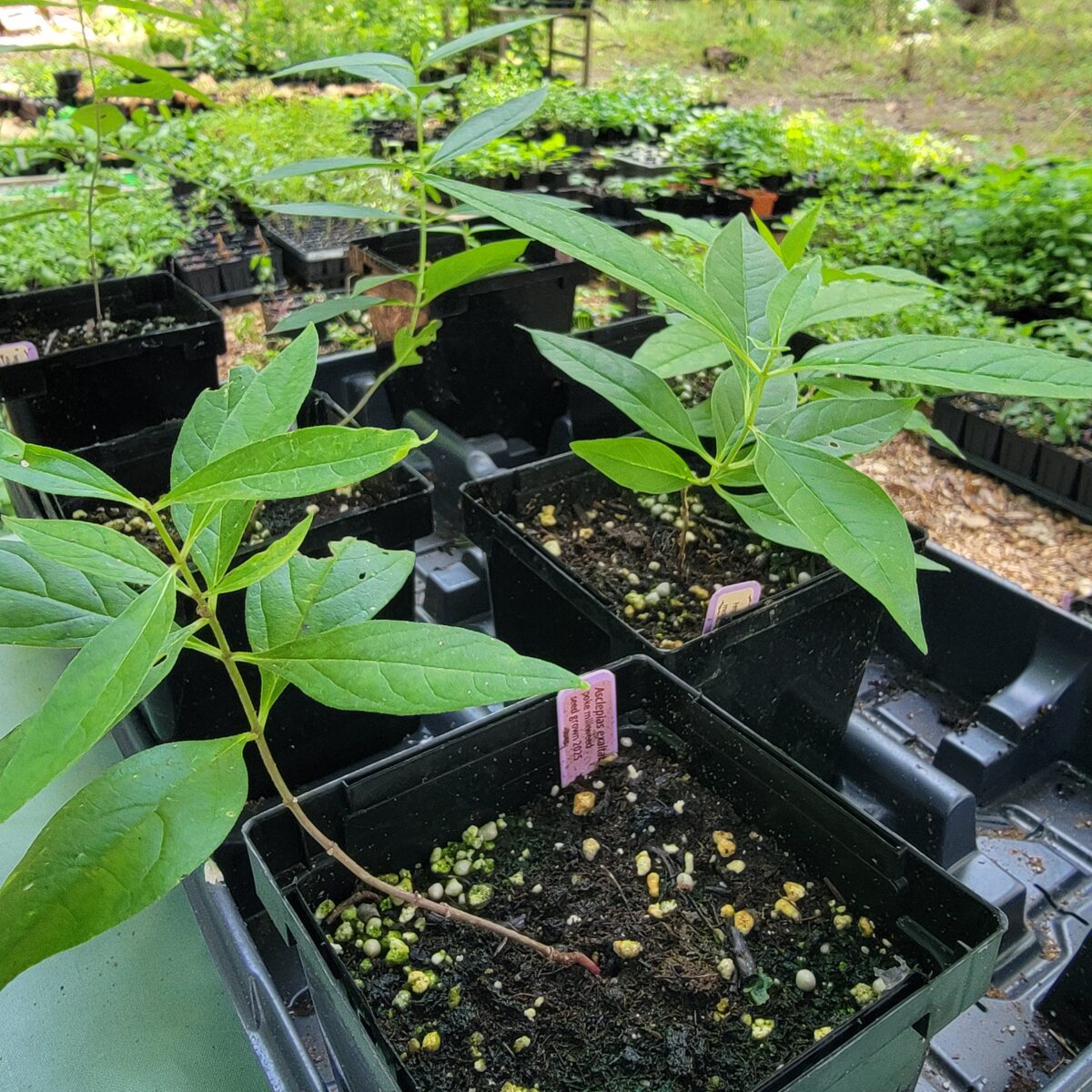 Poke Milkweed The MagiK Garden 4