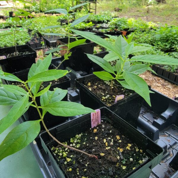 Asclepias exaltata in quart pots at The MagiK Garden