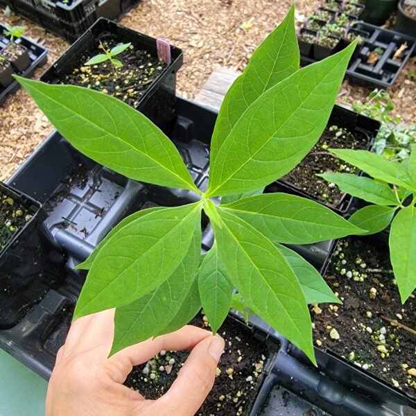 View of Asclepias exaltata leaves from the top down
