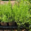 Lyreleaf Sage The MagiK Garden 5