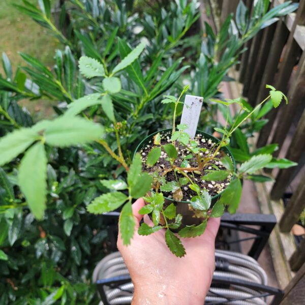 Comarum palustre, purple marshlocks or marsh cinquefoil, grown in a round pint pot at The MagiK Garden