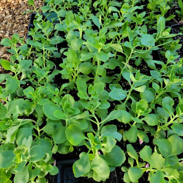 Hylotelephium telephioides, Allegheny stonecrop, seed grown at The MagiK Garden shown growing in pint pots in the nursery. Seed grown 2025, photo in July 2025. They may even bloom this year.