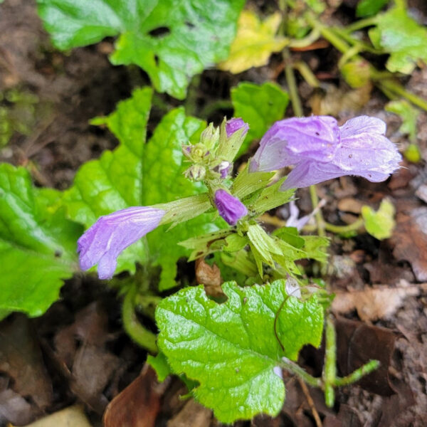 Meehania cordata (Meehan’s mint) The MagiK Garden