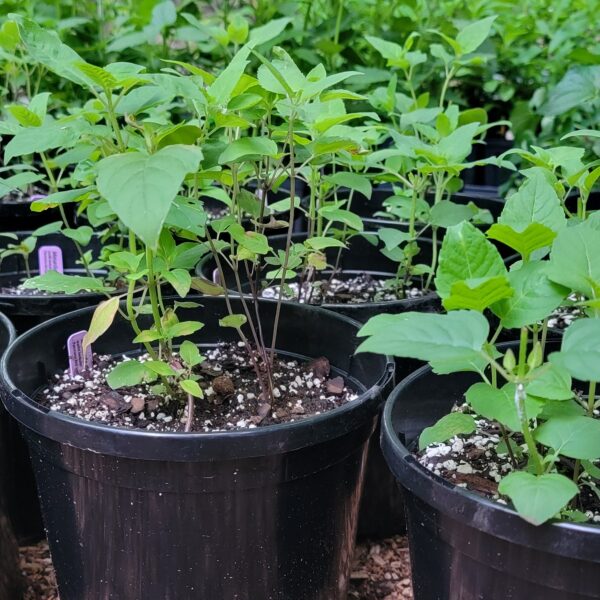 Scarlet Beebalm ‘Panorama Red’ Mix The MagiK Garden
