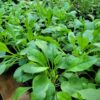 Penstemon laevigatus, eastern smooth beardtongue, seed grown 2025, good size, mature growth in quart pots. Multiple plants per pot.