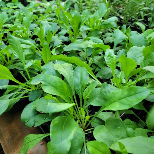 Penstemon laevigatus, eastern smooth beardtongue, seed grown 2025, good size, mature growth in quart pots. Multiple plants per pot.