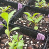 Packera aurea (golden ragwort) The MagiK Garden 6