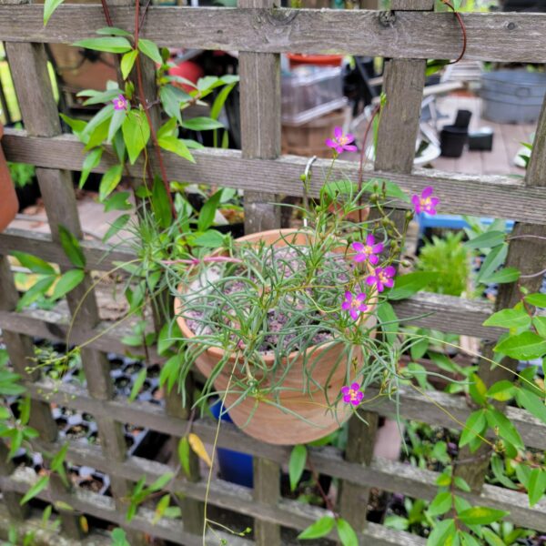 Phemeranthus teretifolius flowers show in a hanging clay pot on a trellis