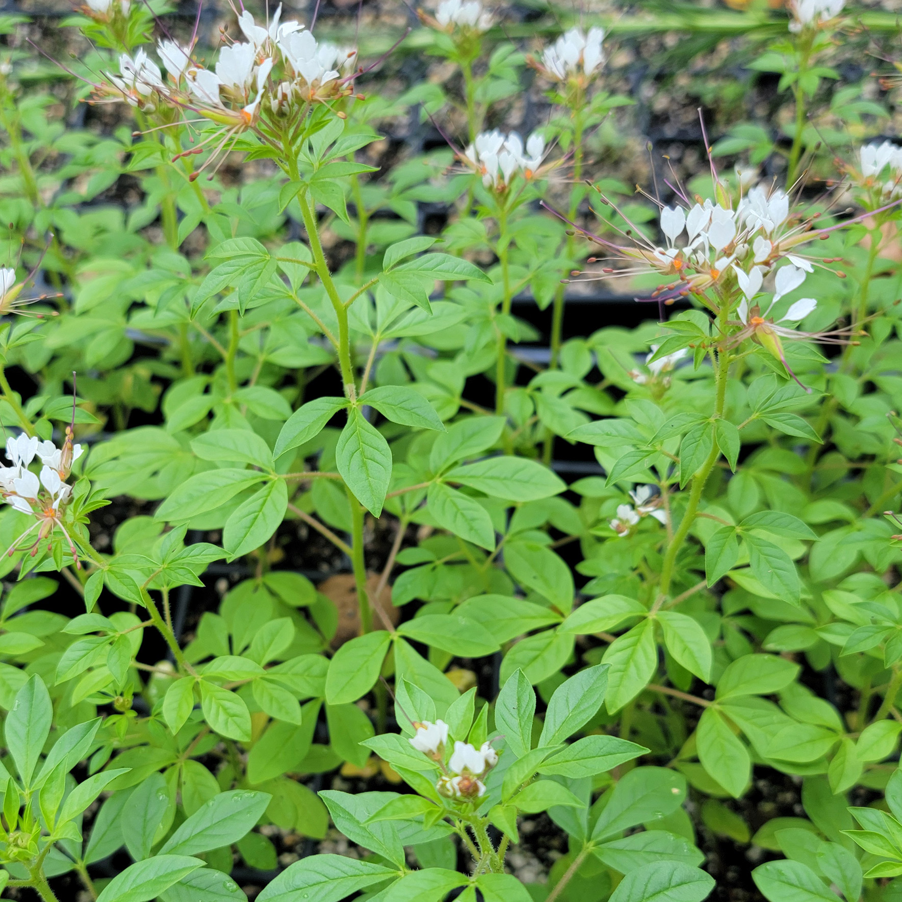 Polanisia dodecandra (redwhisker clammyweed)