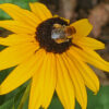Rudbeckia fulgida (orange coneflower, black-eyed susan) The MagiK Garden