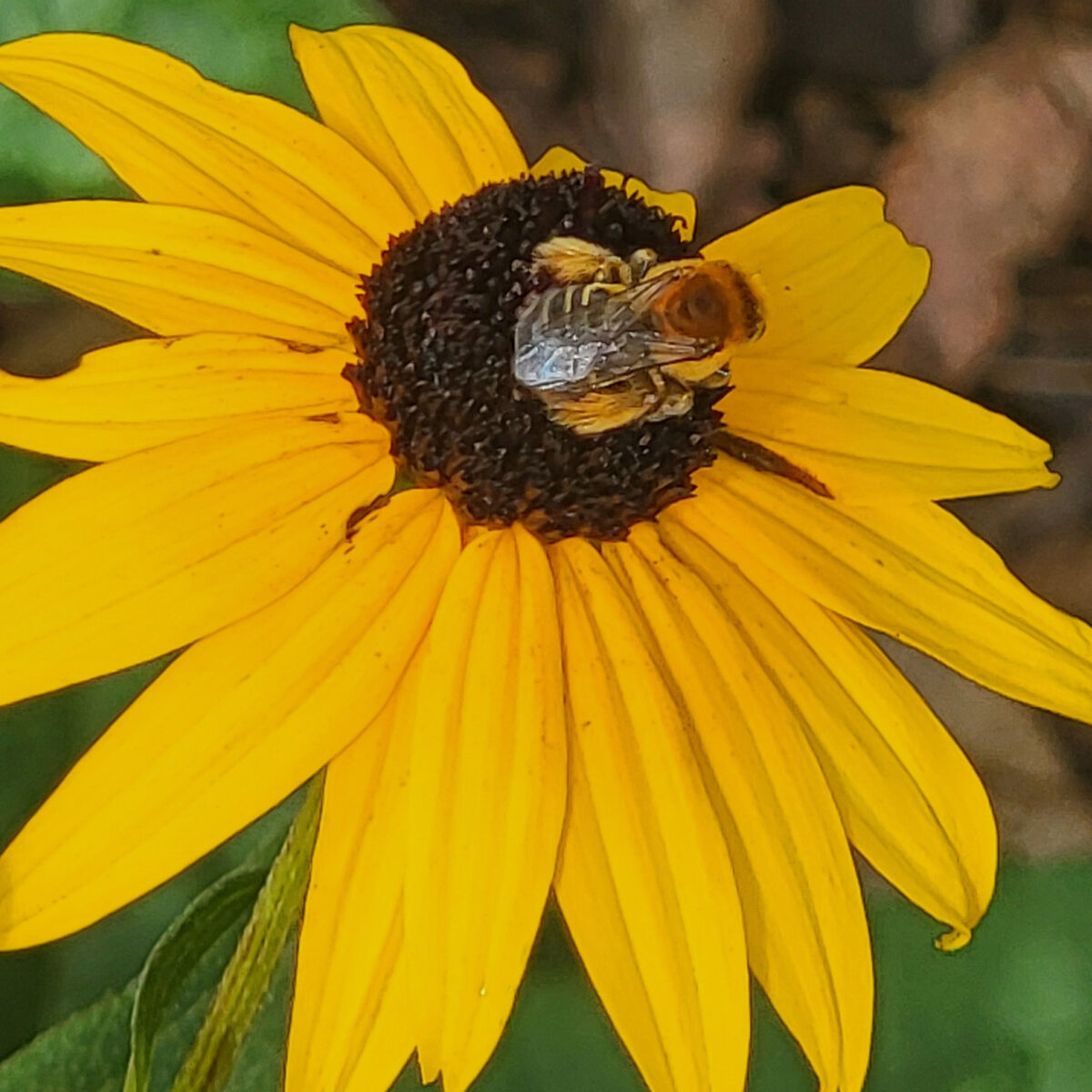 Rudbeckia fulgida (orange coneflower, black-eyed susan) The MagiK Garden 3