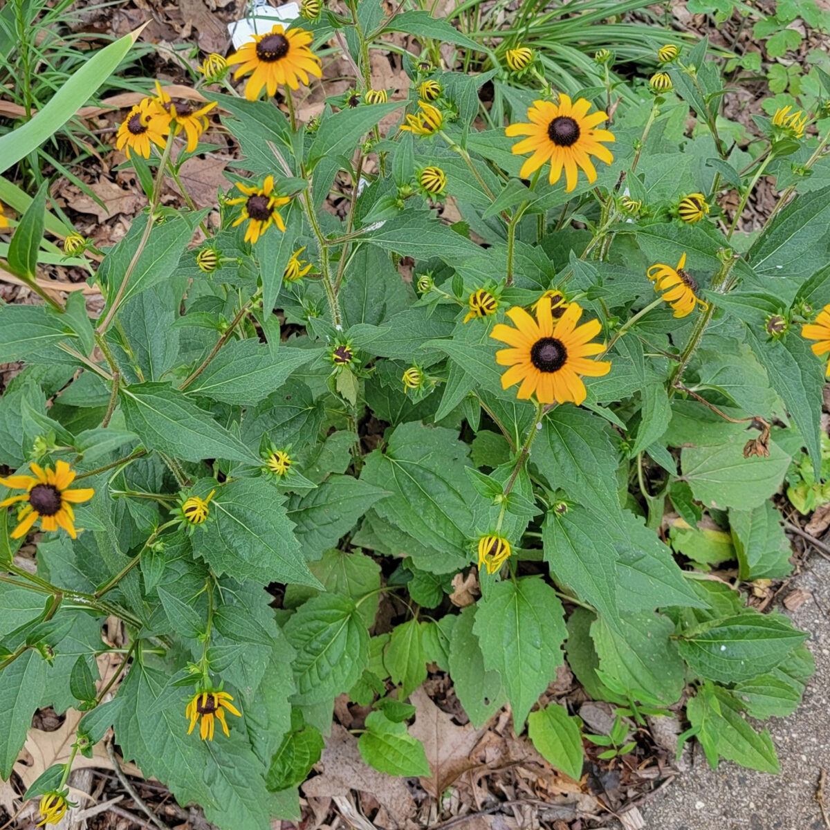 Rudbeckia fulgida (orange coneflower, black-eyed susan) The MagiK Garden 4