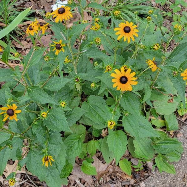 Rudbeckia fulgida (orange coneflower, black-eyed susan) The MagiK Garden 6