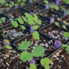 Thalictrum coriaceum (maid of the mist, thick-leaved meadow-rue) The MagiK Garden
