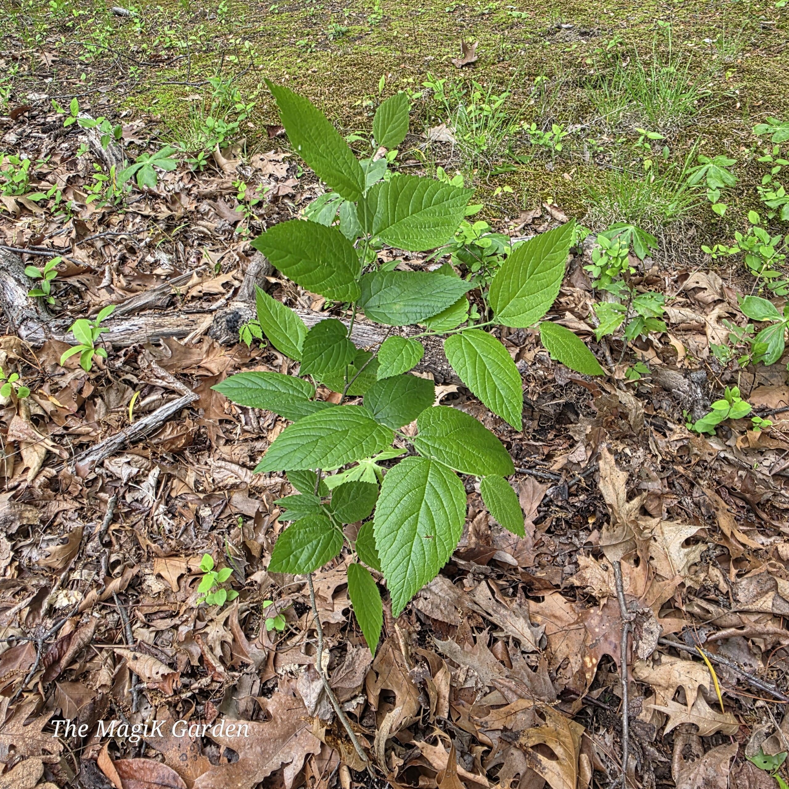 Hackberry - Image 2
