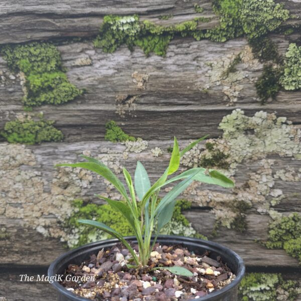Smooth Blue Aster