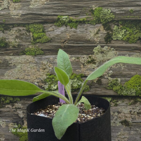 Mohr's Rosinweed