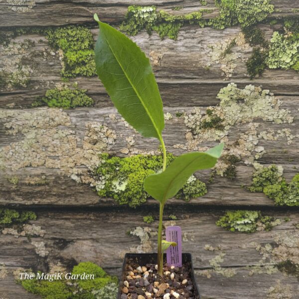 Lucy Braun's Rosinweed