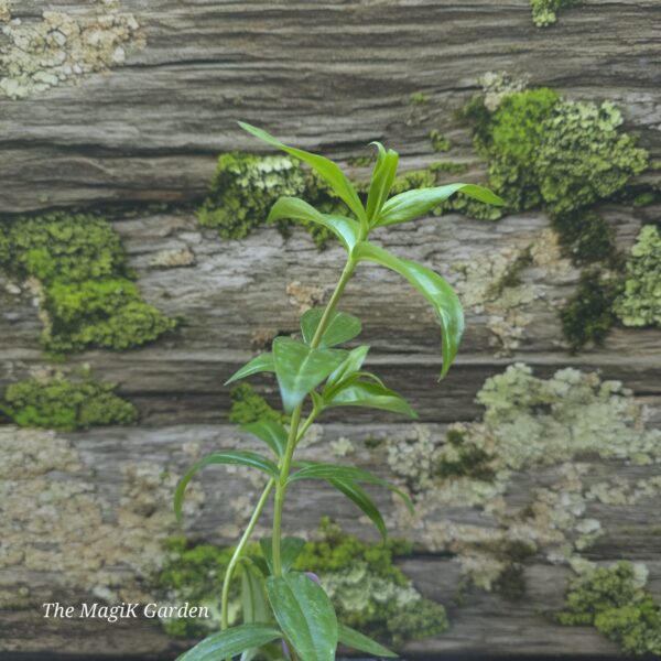 Closed Gentian