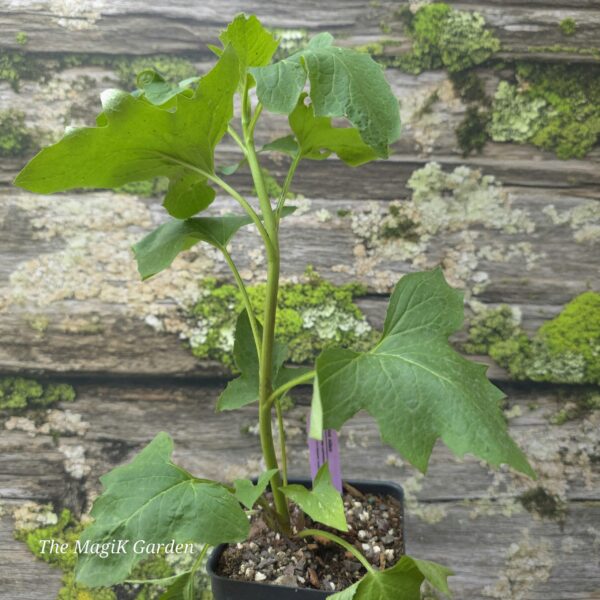 White Rattlesnake Root