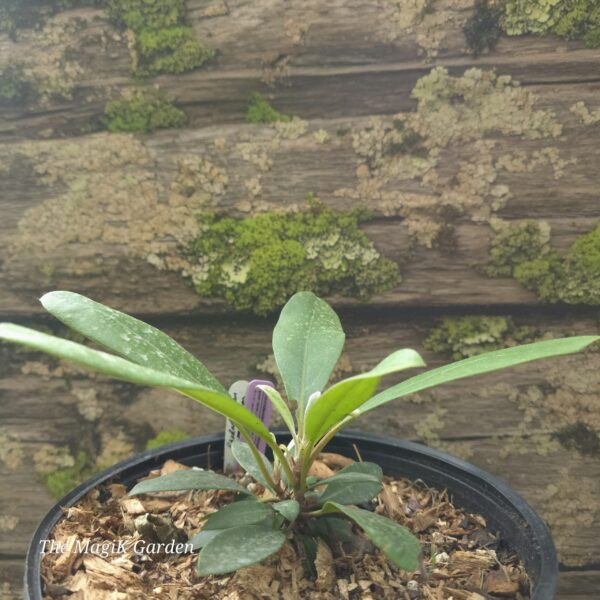 Great Bay Laurel