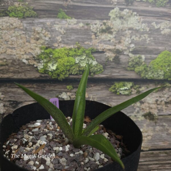 False Aloe