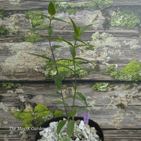 Shale-Barren Smooth Sunflower