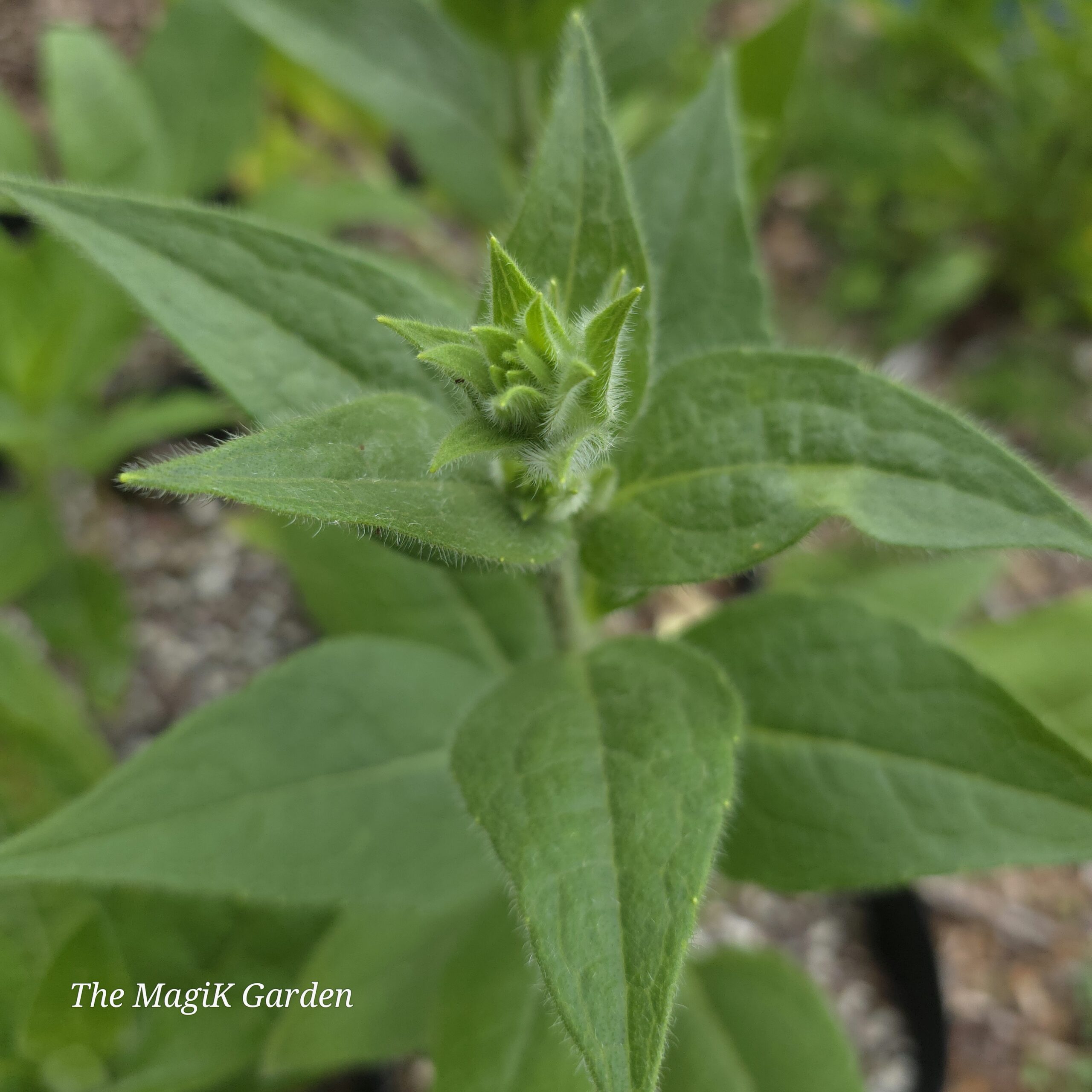 Mohr's Rosinweed - Image 2