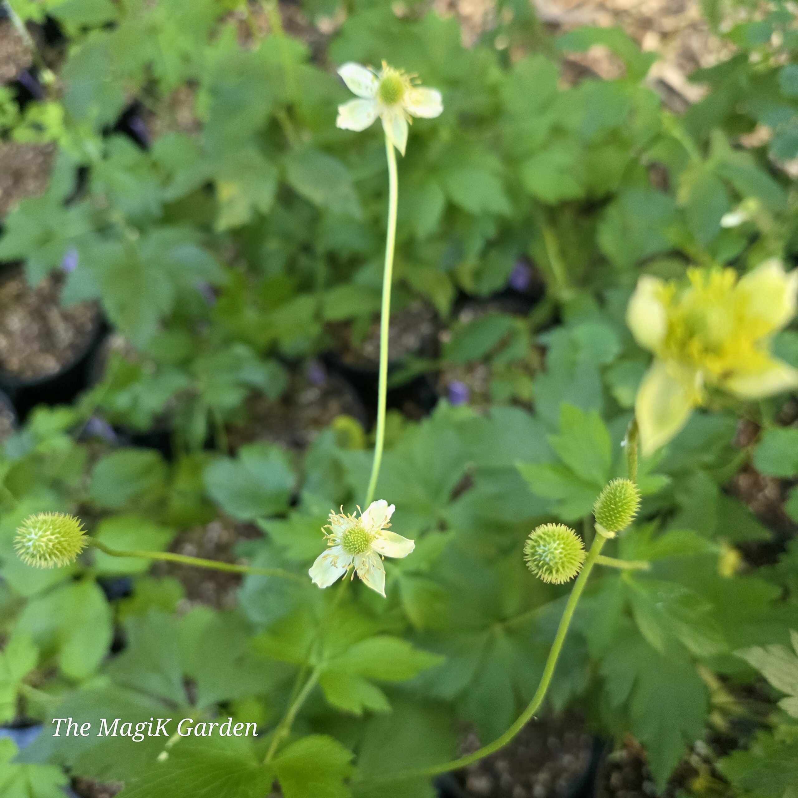 Thimbleweed