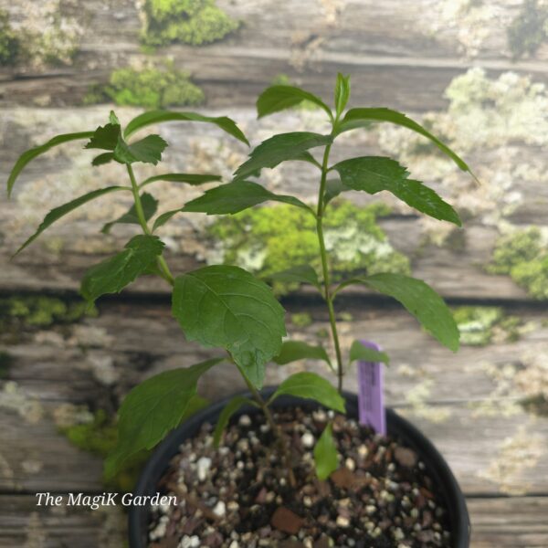Red Turtlehead