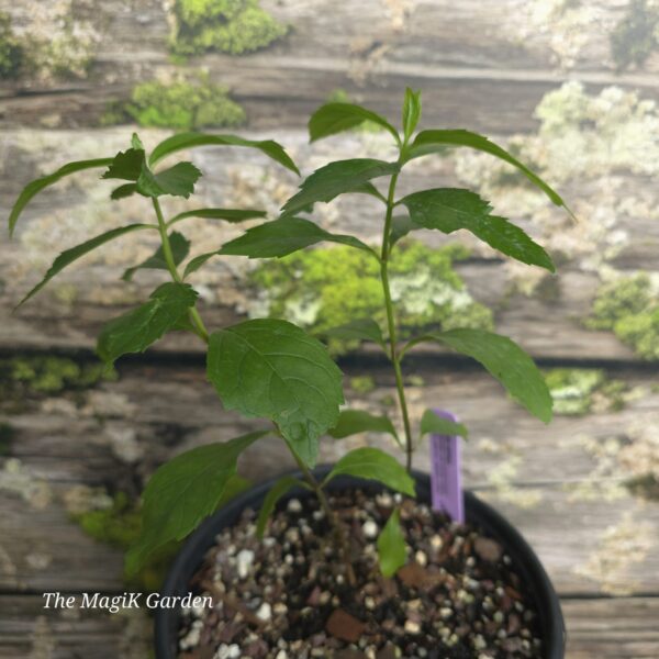 Red Turtlehead