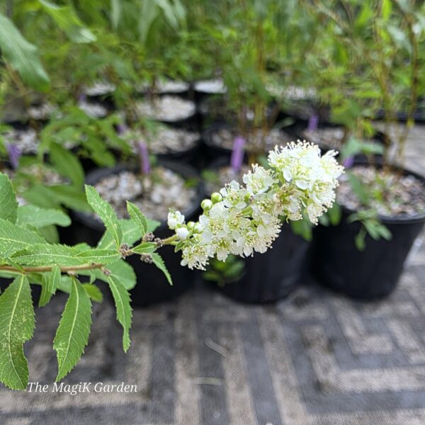 White Meadowsweet