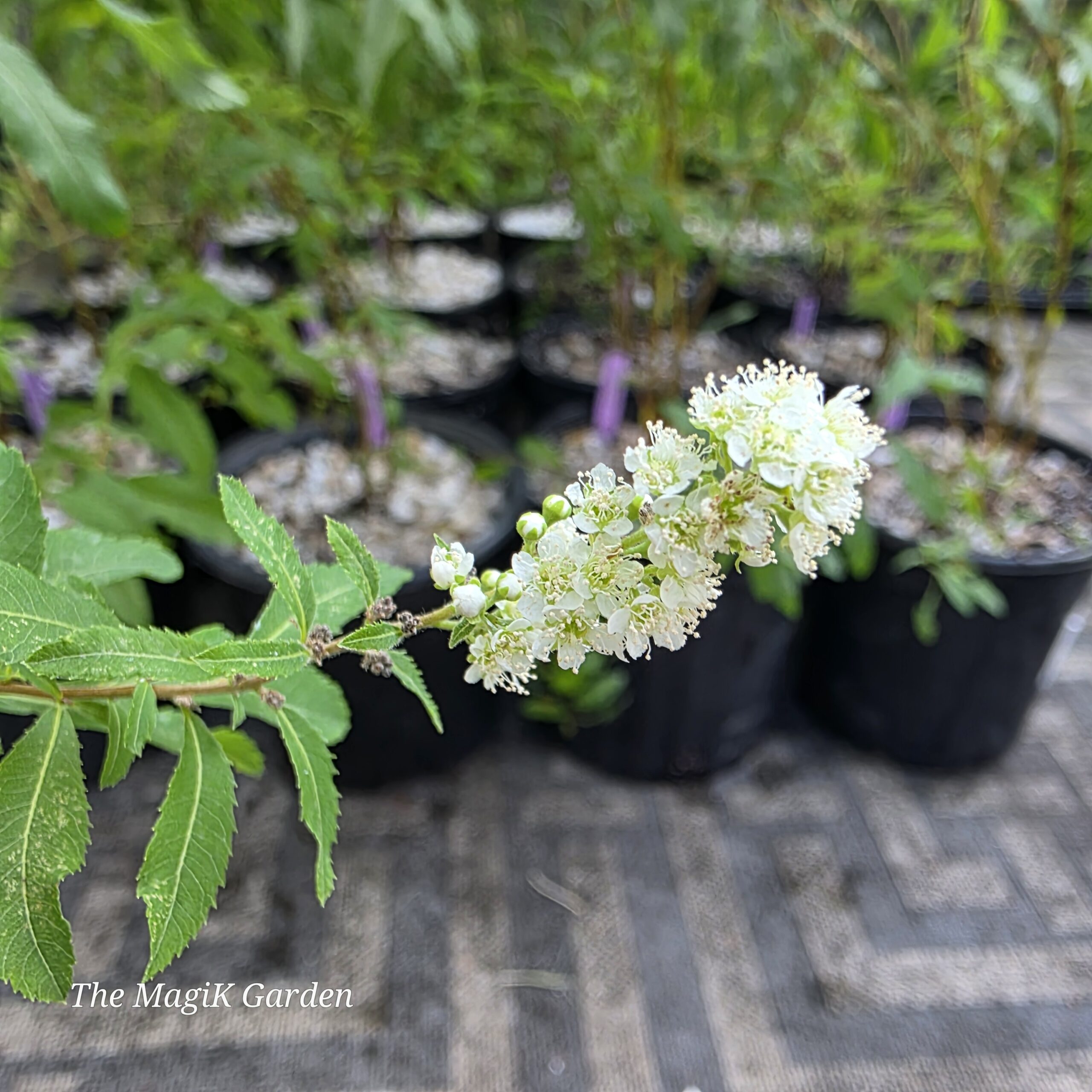 White Meadowsweet
