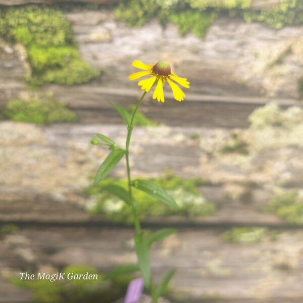 Purple-Headed Sneezeweed