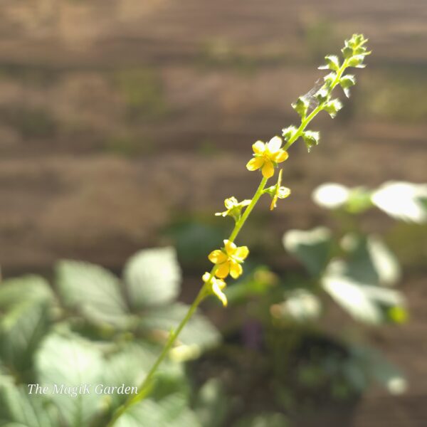 Woodland Agrimony