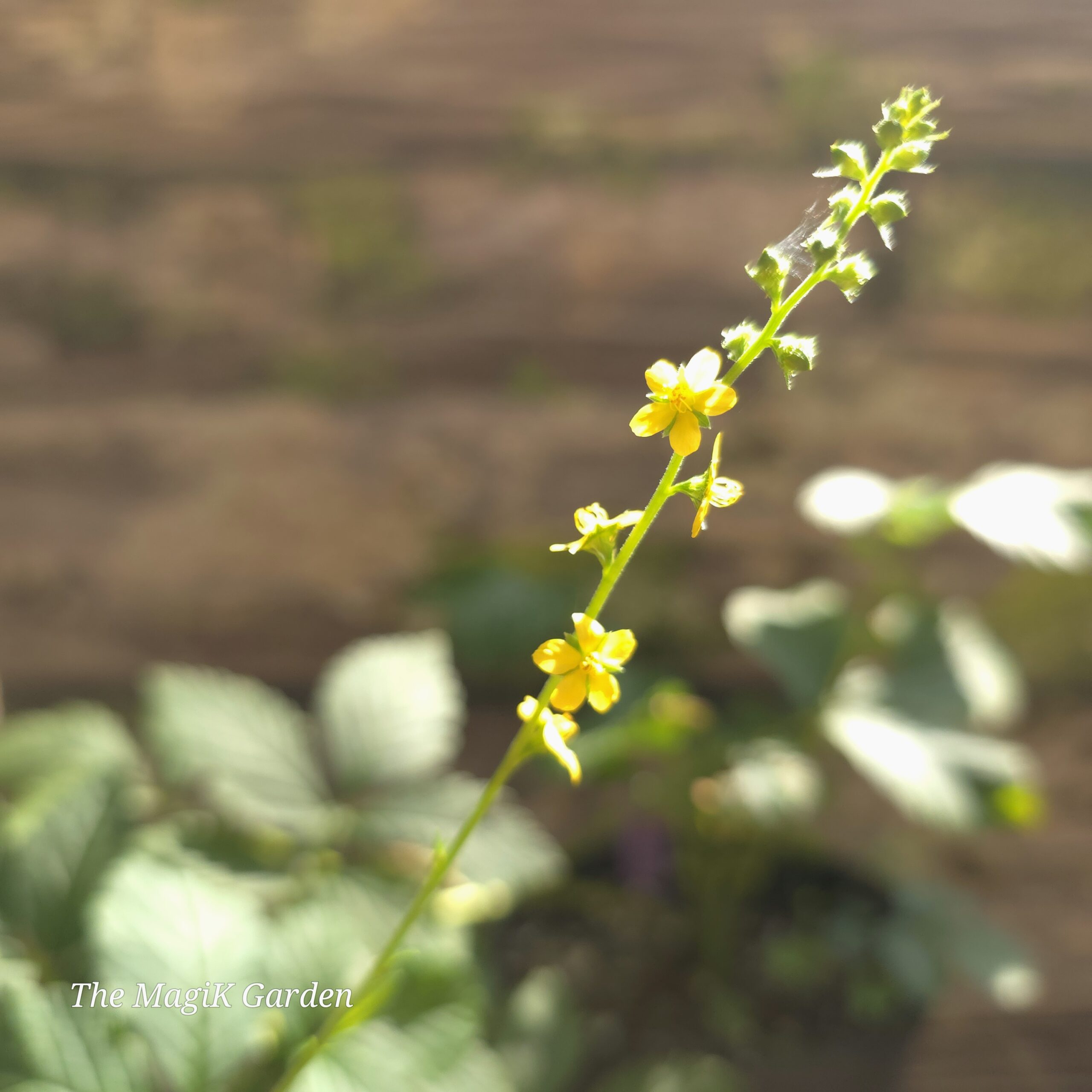 Woodland Agrimony