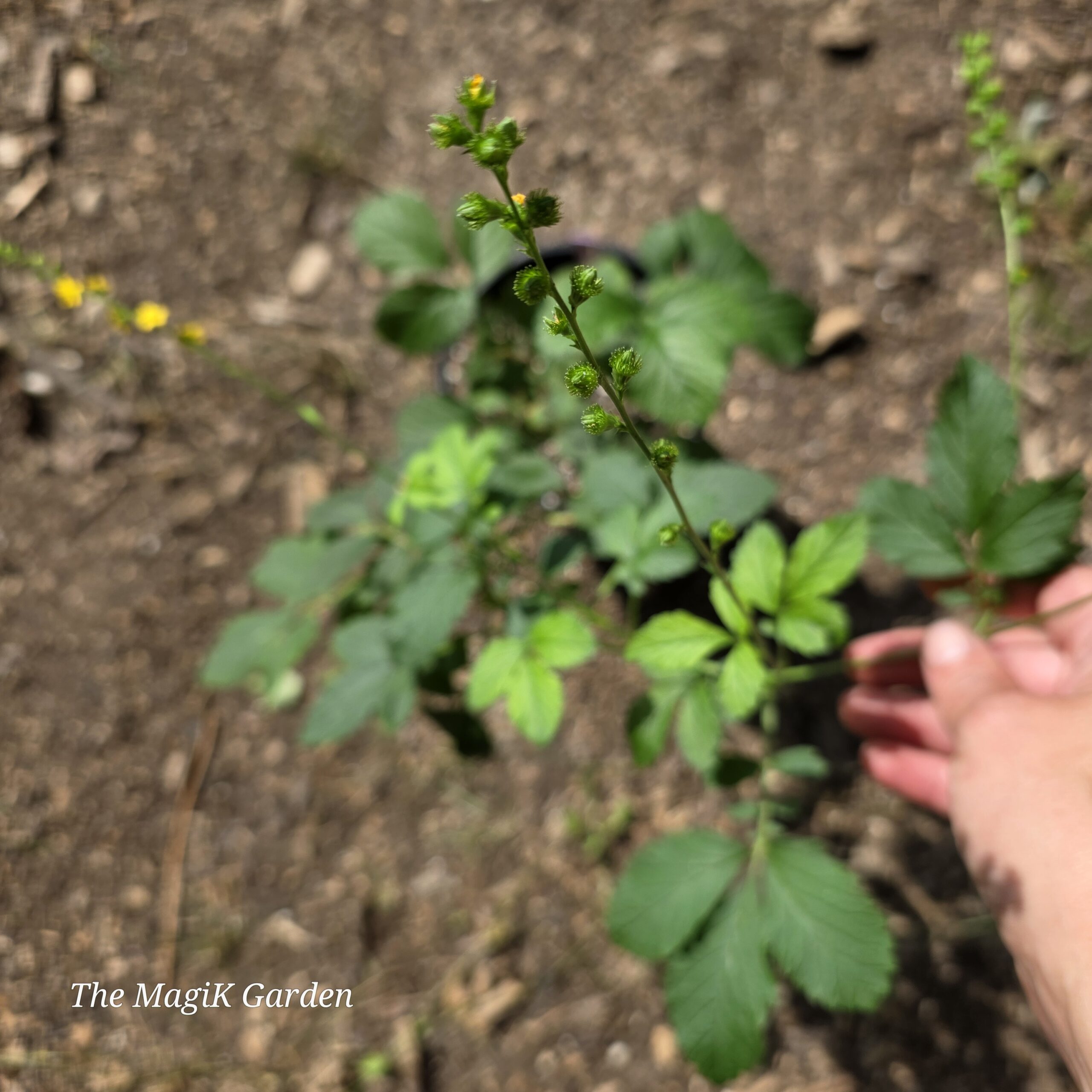 Woodland Agrimony - Image 4