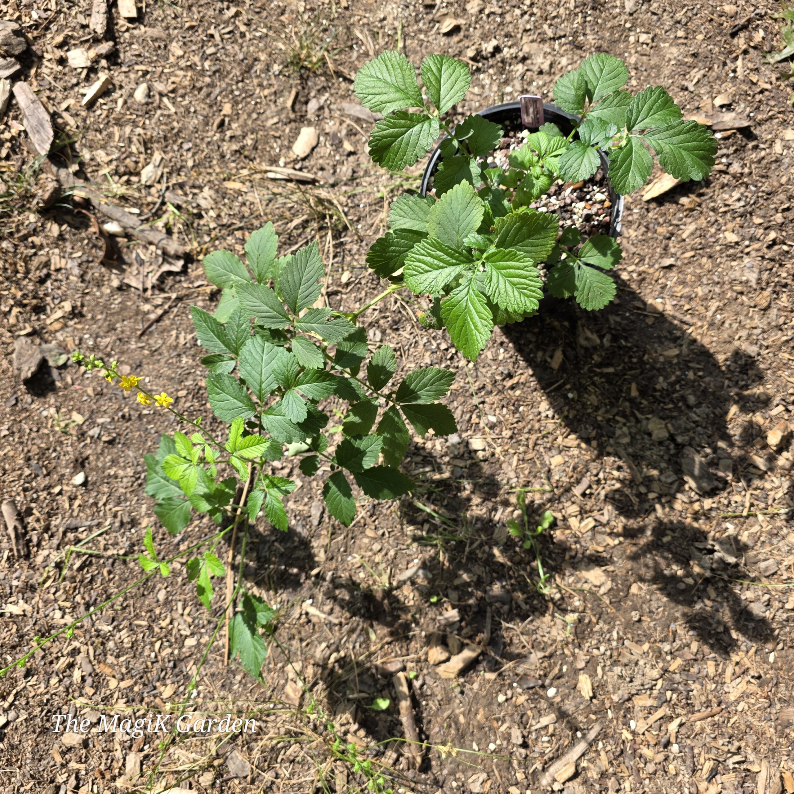 Woodland Agrimony - Image 5