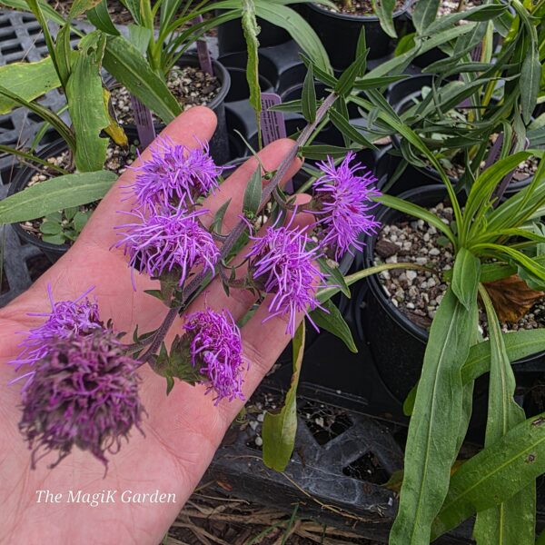 September Glory Blazing Star