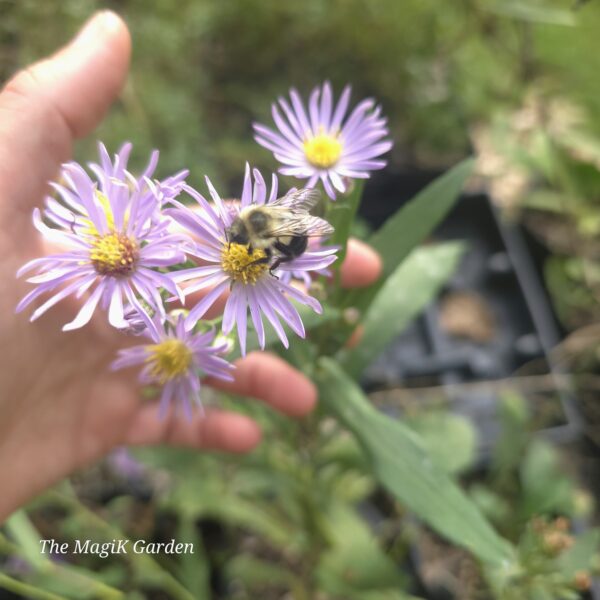 Smooth Blue Aster
