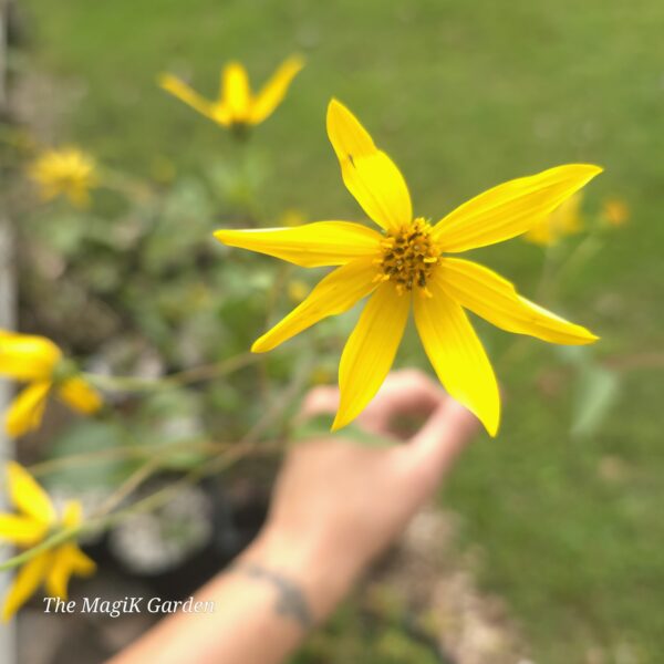 Shale-Barren Smooth Sunflower